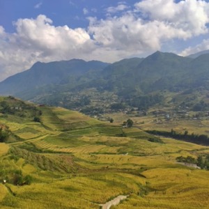 Des rizières en terrasse, de la racine aux astres 😍 🇻🇳 @mai_lv #vietnam #nature